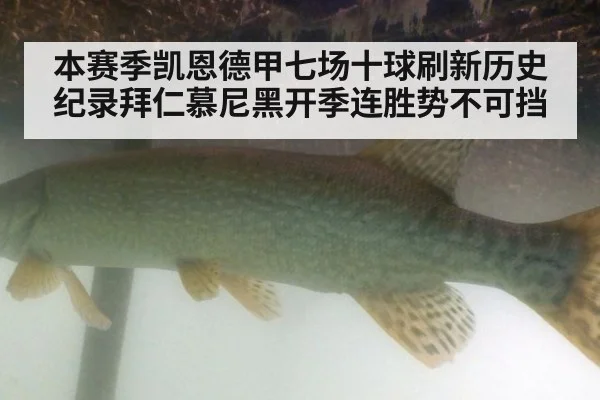 本赛季凯恩德甲七场十球刷新历史纪录拜仁慕尼黑开季连胜势不可挡
